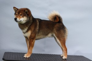 13-yoji.jpg