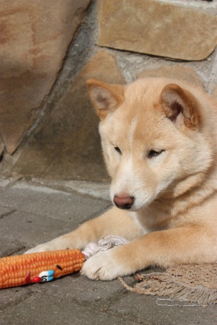 Suki 3