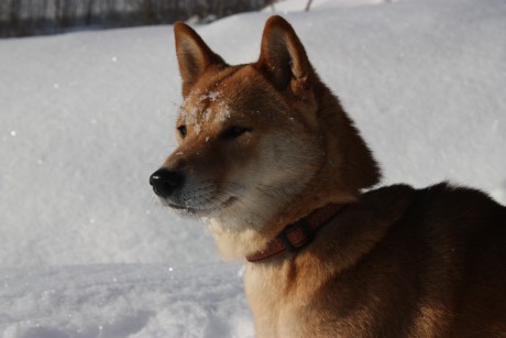 zima 2010