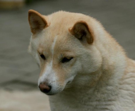 naše holky při hře 26.7.2012 011