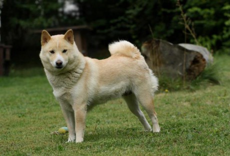 SUKI 014