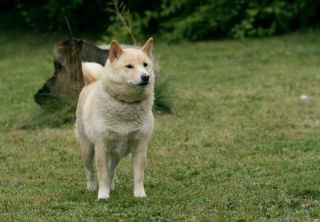 SUKI 015