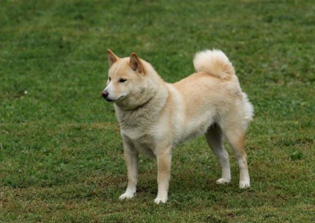 SUKI 016