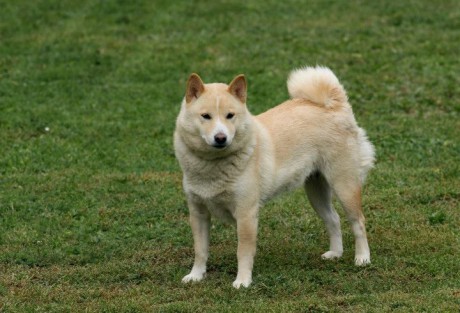 SUKI 017
