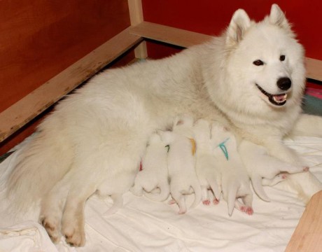 Samojed VRH A Xambinka 001