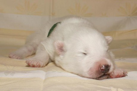 Samojed VRH A Xambinka 002