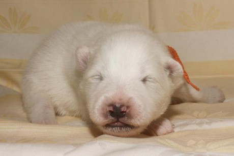 Samojed VRH A Xambinka 003