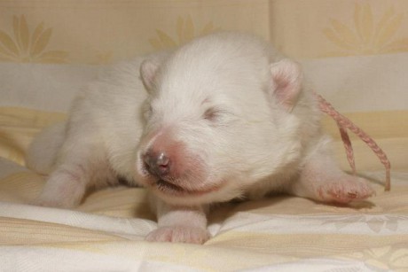 Samojed VRH A Xambinka 004