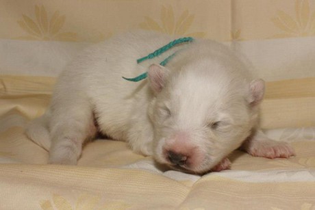 Samojed VRH A Xambinka 006