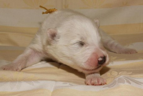 Samojed VRH A Xambinka 007