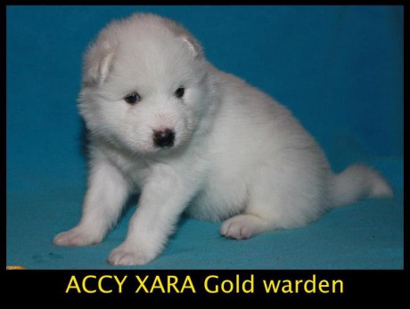 Xambinka A vrh 28. den 023