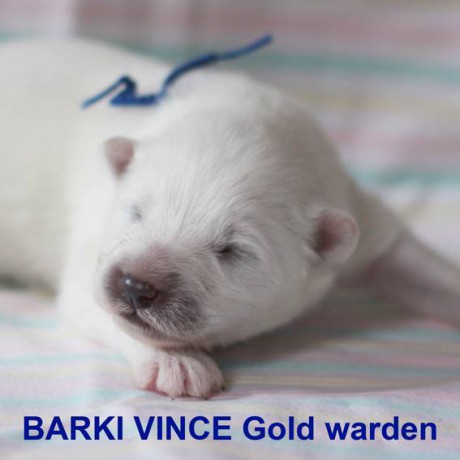 "B vrh" Ailinka 006