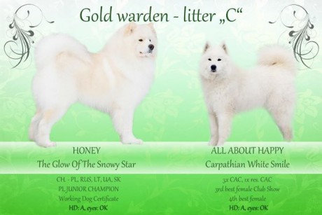 C vrh Xambinka samojed 001