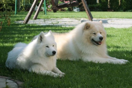 C vrh Xambinka samojed 002