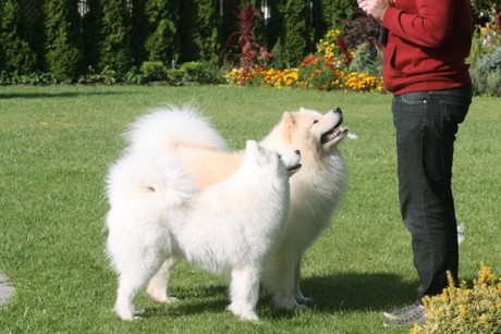 C vrh Xambinka samojed 003