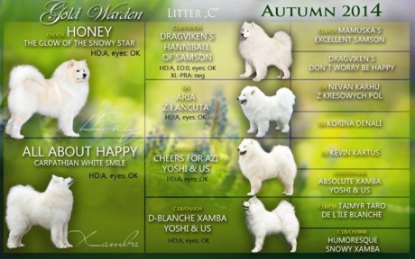 C vrh Xambinka samojed 004