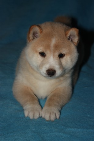 Suki 2