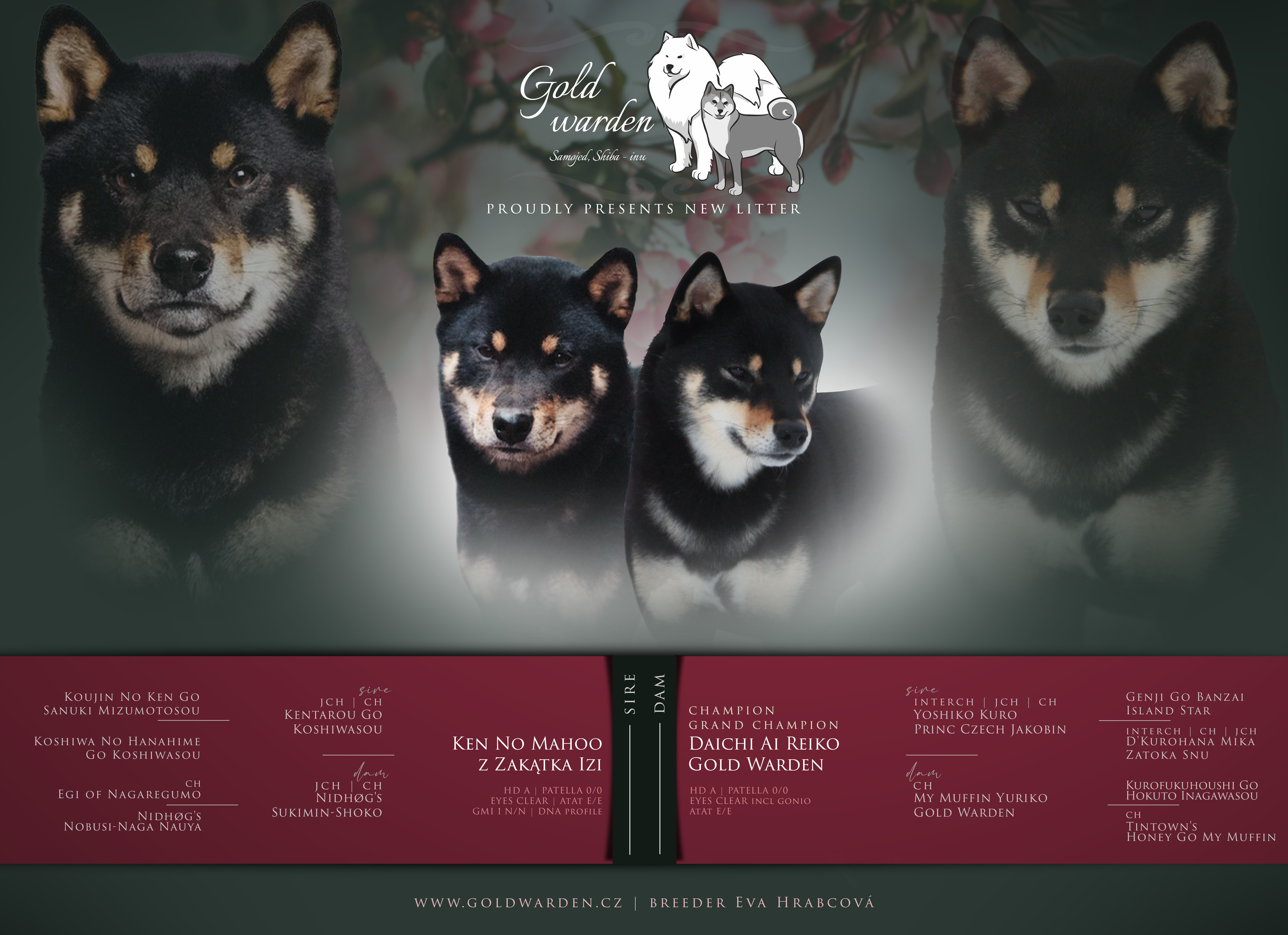 shiba I
