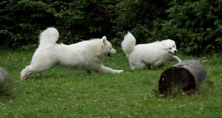 naše holky při hře 26.7.2012 012