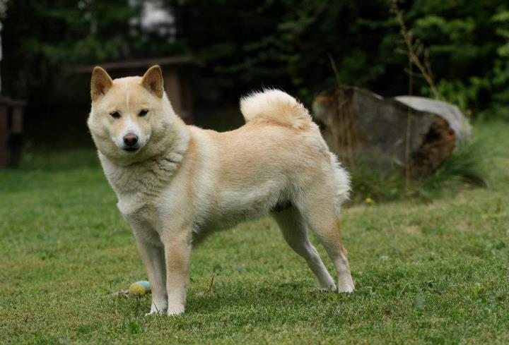 SUKI 014