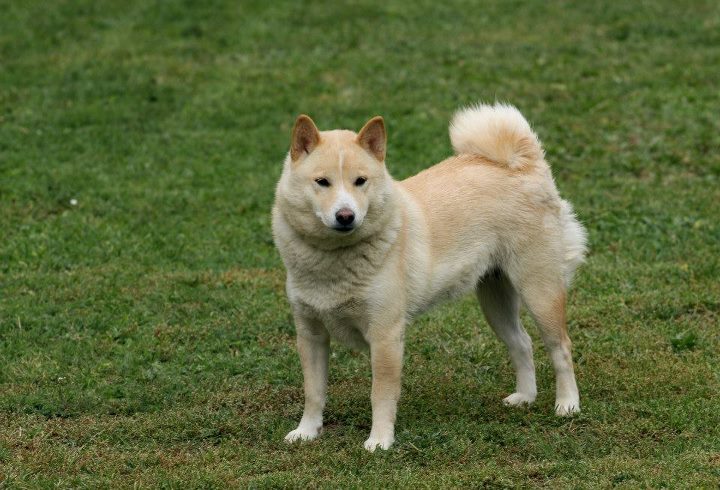 SUKI 017