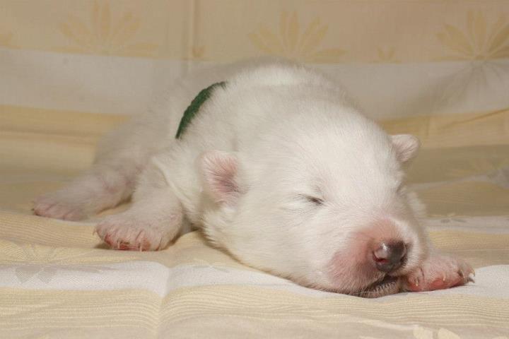 Samojed VRH A Xambinka 002