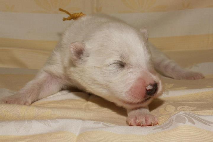 Samojed VRH A Xambinka 007