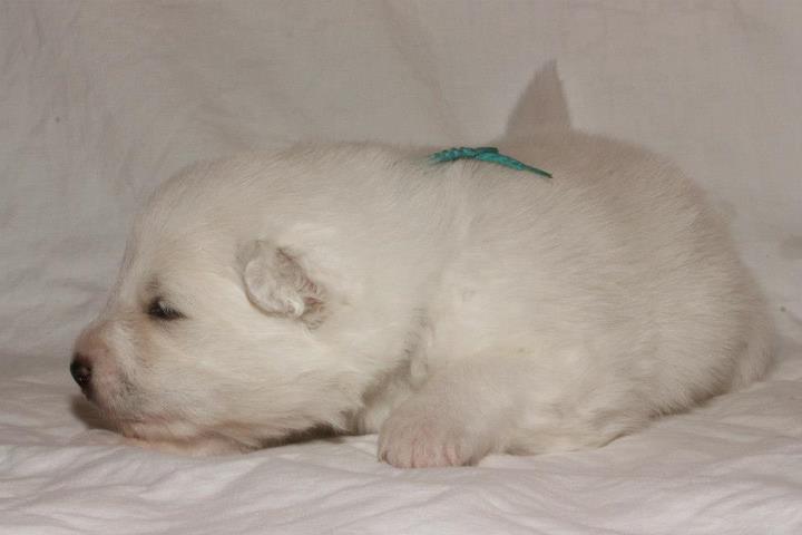 Xambinčin A vrh 18.den 022