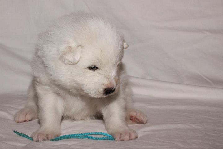 Xambinčin A vrh 21.den 002