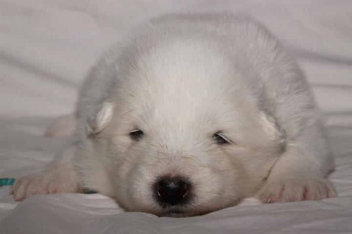 Xambinčin A vrh 21.den 003