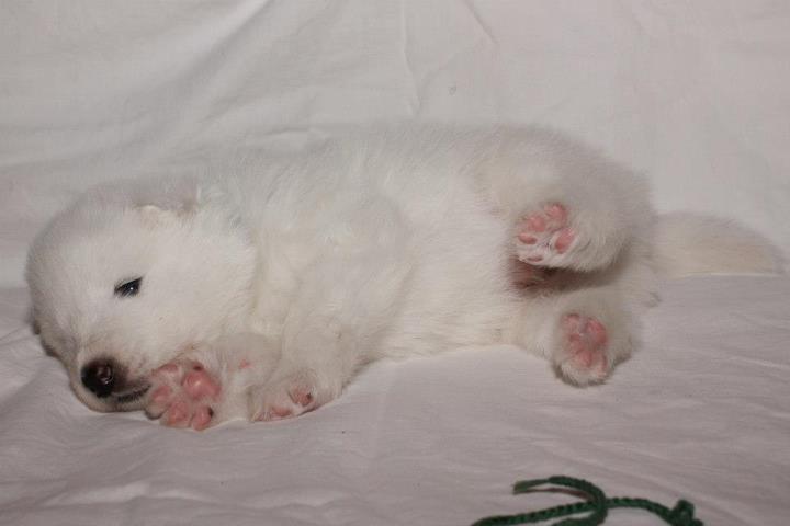 Xambinčin A vrh 21.den 011