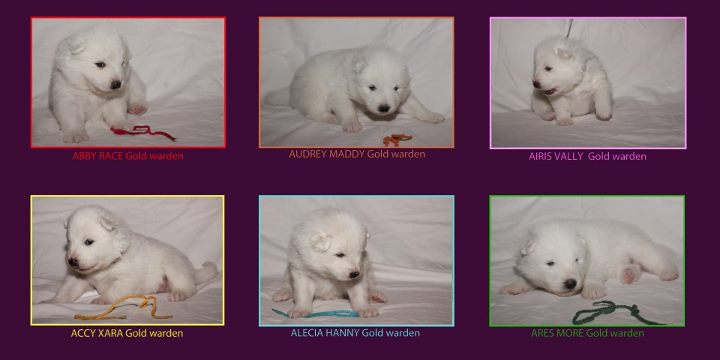 Xambinčin A vrh 21.den 024