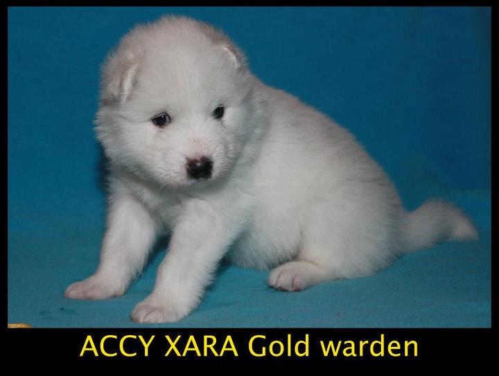 Xambinka A vrh 28. den 023