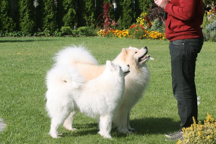 C vrh Xambinka samojed 003