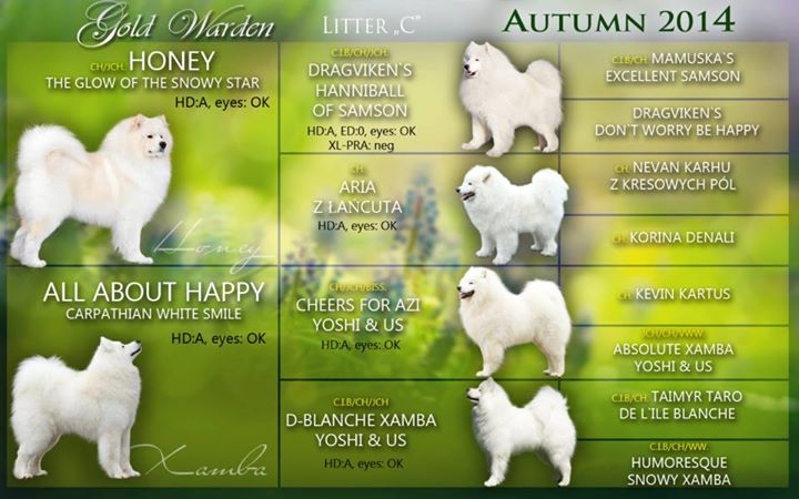 C vrh Xambinka samojed 004