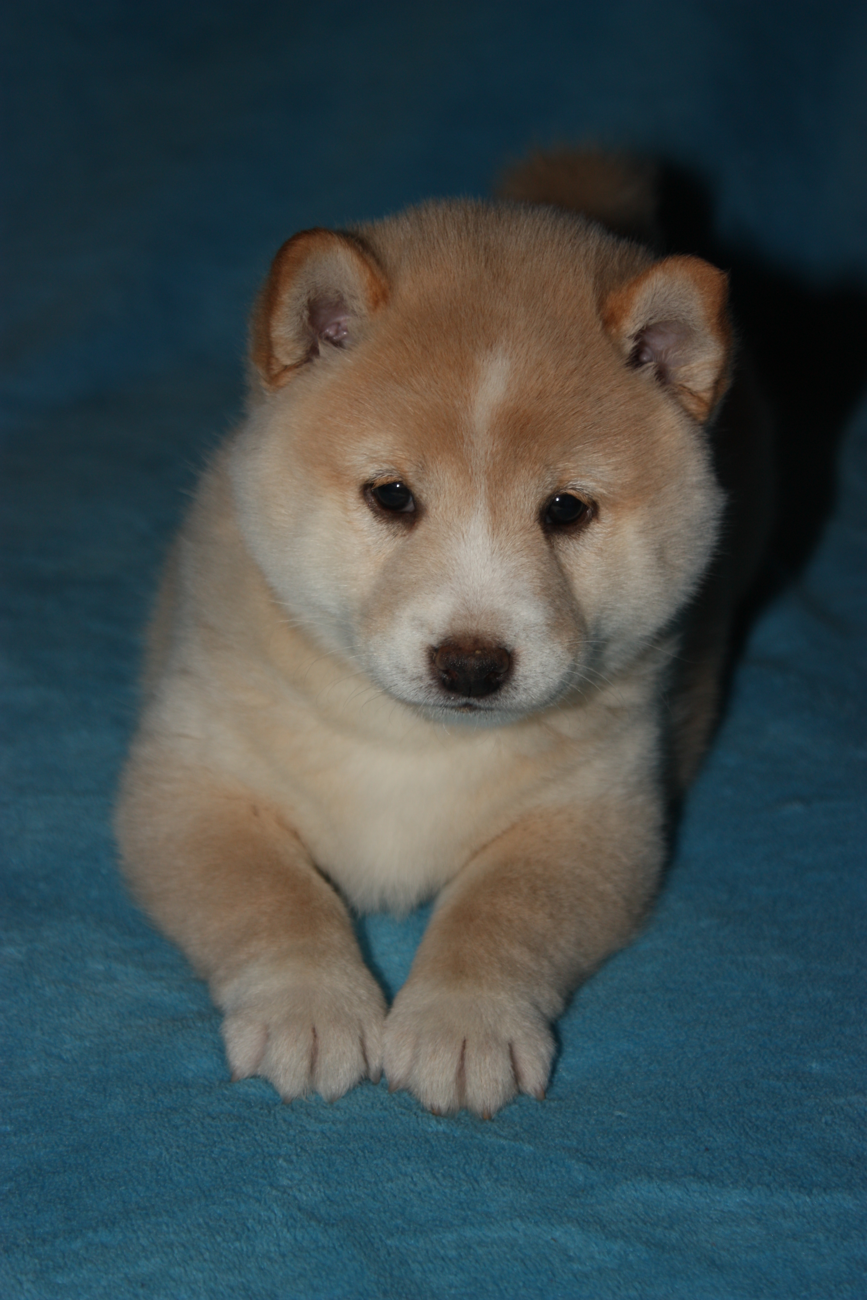 Suki 2