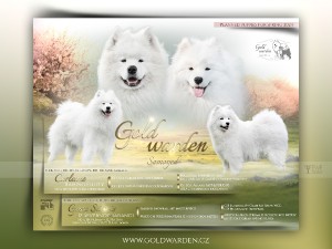 samojed-o.jpg