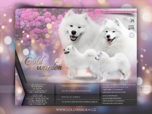 samojed-p.jpg