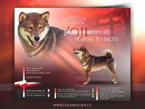 yoji-stud-dog.jpg