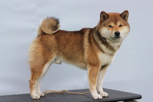 jiyu3.jpg